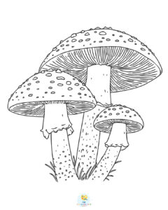 Fly Agaric Mushroom