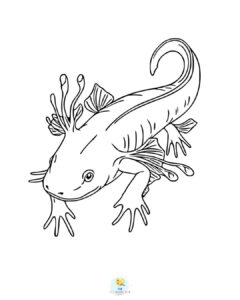 Realistic axolotl coloring page