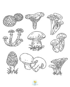Types of Mushroom coloring page