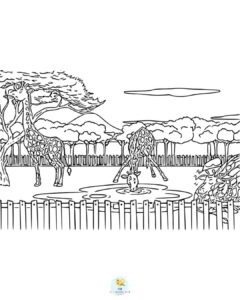 Giraffes at zoo