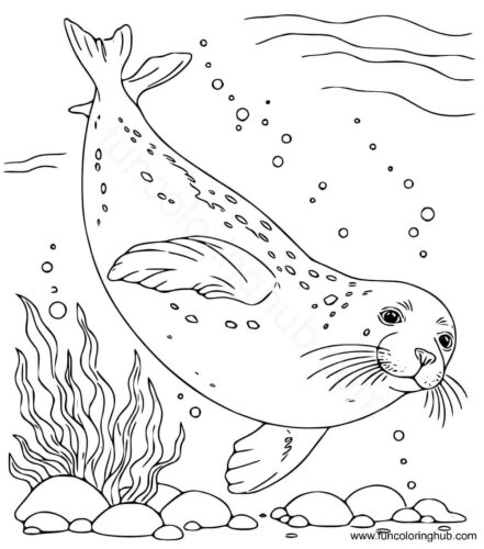 Monk Seal Coloring Pages