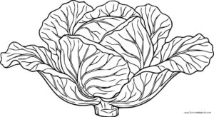 Cabbage coloring page