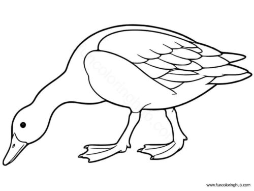Duck eating
