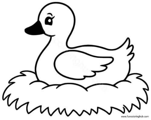 Duck sitting on the nest