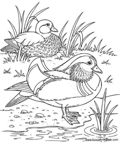 Duck waiting for their prey