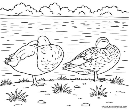 Ducks coloring pages