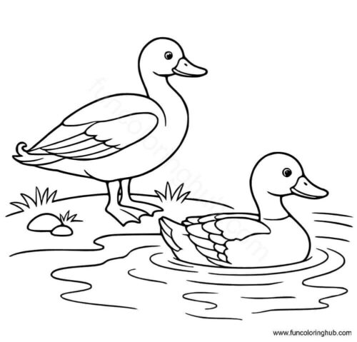 Ducks in pond