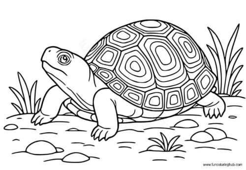 Eastern Box Turtle coloring page Eastern Box Turtle coloring page