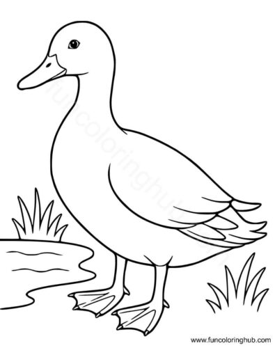 Free printable duck coloring pages