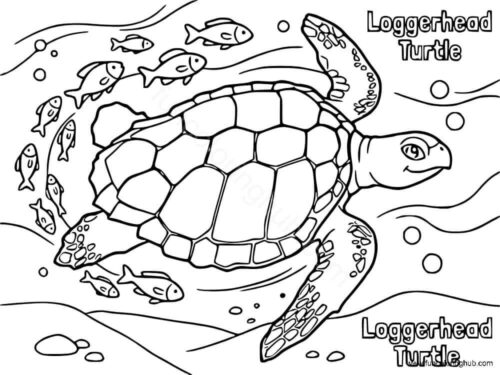 Loggerhead Turtle coloring page Loggerhead Turtle coloring page
