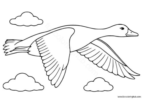 Mallard Duck coloring page