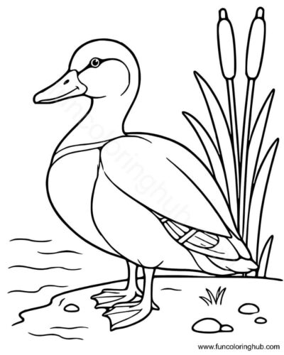 Mallard Duck coloring sheet