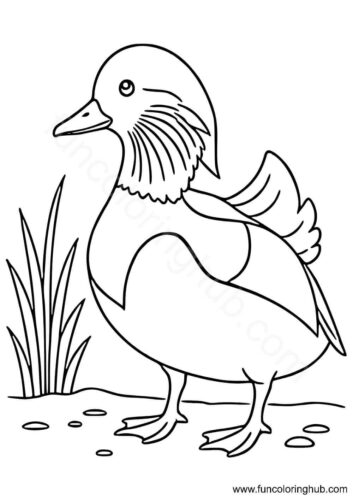 Mandarin Duck coloring page