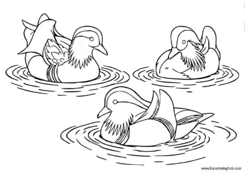 Mandarin Ducks coloring page