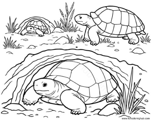 Turtle laying eggs Turtle laying eggs