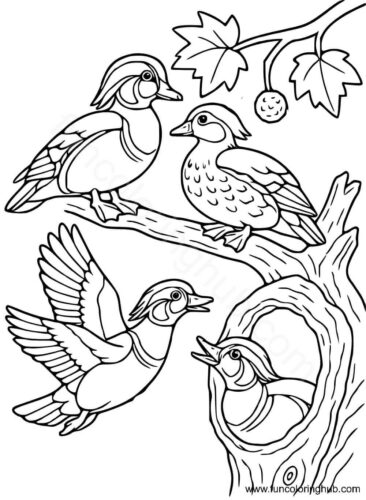 Wood Ducks coloring page