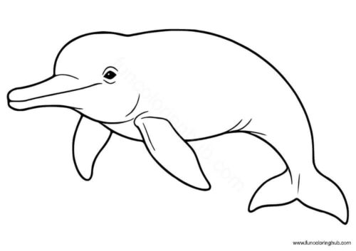 Amazon River Dolphin Coloring Page Amazon River Dolphin Coloring Page