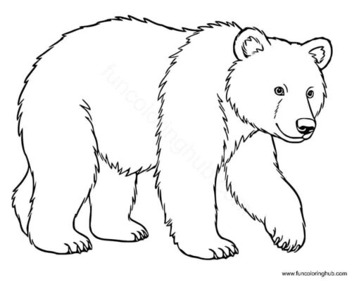 Brown bear coloring pages Brown bear coloring pages