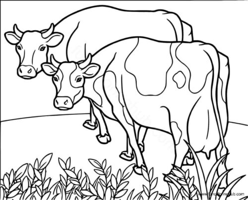 Cows Coloring Page