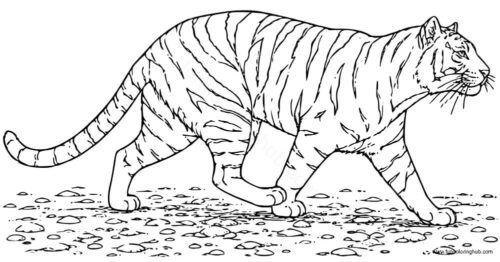 Free Printable Tiger coloring pages Free Printable Tiger coloring pages