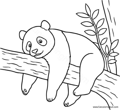 Sleepy Panda Sleepy Panda