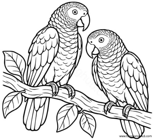 African Grey Parrots