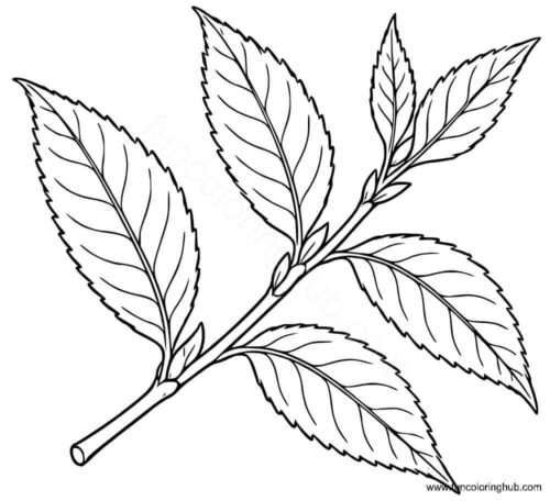 Almond Willow Leaf Almond Willow Leaf coloring sheet