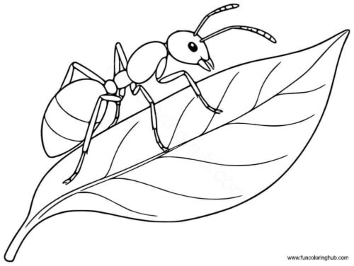 Ant walking on a leaf Ant walking on a leaf