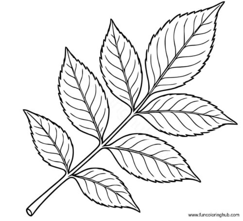Ash Tree leaves Ash Tree leaves coloring picture