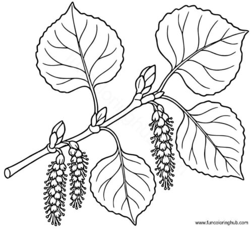 Aspen leaves coloring page Aspen leaves coloring page