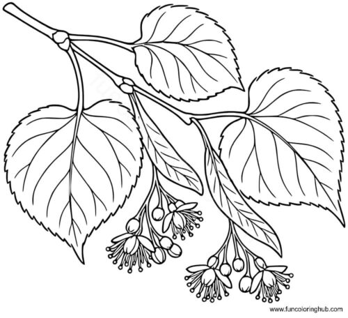 Basswood Leaf coloring page Basswood Leaf