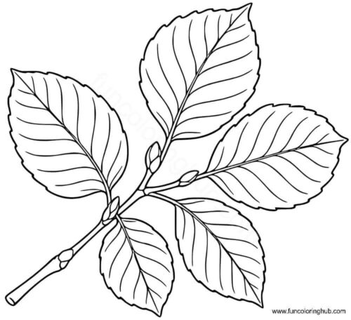 Beech Tree Leaf coloring page Beech Tree Leaf coloring page