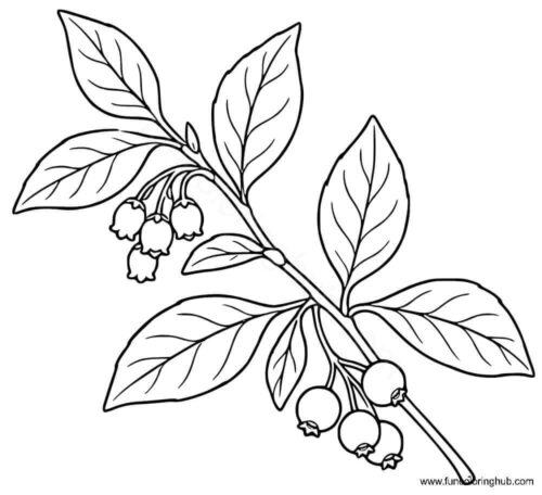 Big Leaved Huckleberry leaves Big Leaved Huckleberry leaves colouring page
