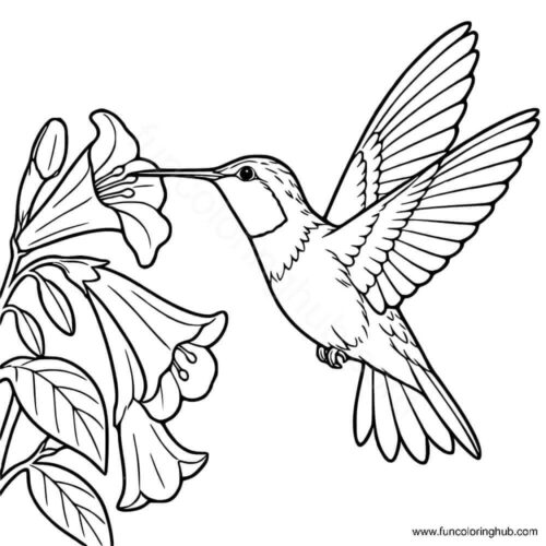 Black Chinned Hummingbird Black Chinned Hummingbird