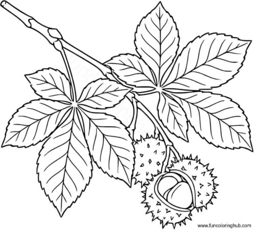 Chestnut Tree leaf Chestnut Tree leaf colouring in