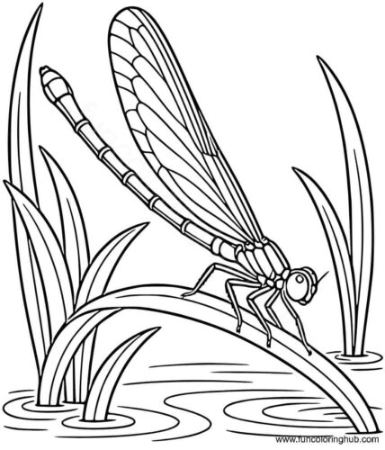 Dragonfly on a leaf Dragonfly on a leaf