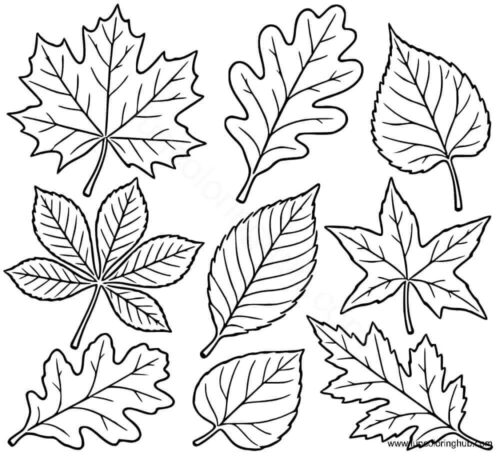 Fall Leaves coloring page Fall Leaves coloring page