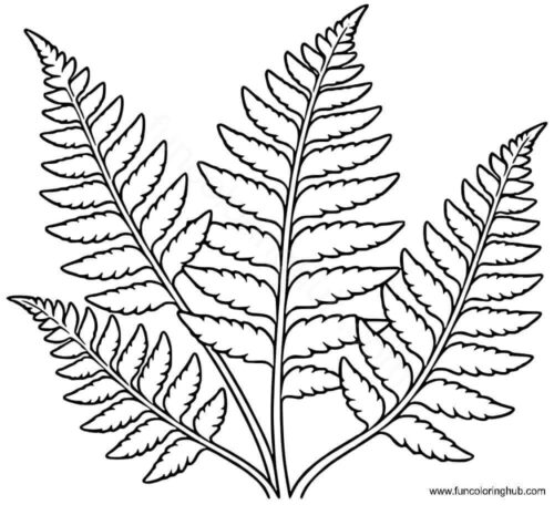 Fern leaf coloring page Fern leaf coloring page