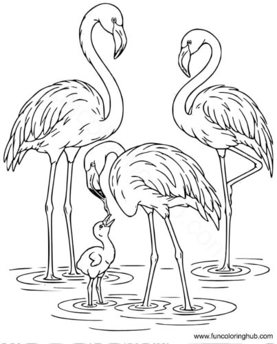 Flamingo feeding its chick Flamingo feeding its chick