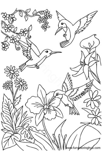 Free printable hummingbird coloring pages Free printable hummingbird coloring pages