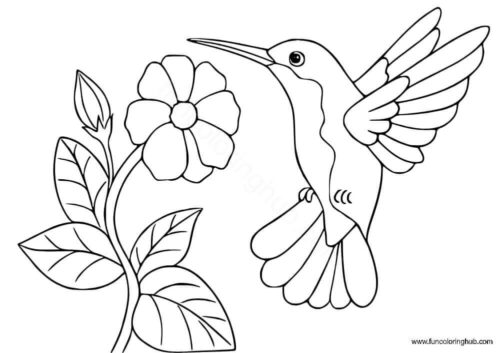 Hummingbird coloring pages Hummingbird coloring pages