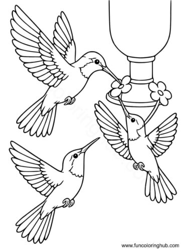 Hummingbird colouring pages Hummingbird colouring pages