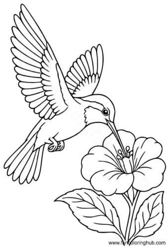 Hummingbird sucking flower nectar Hummingbird sucking flower nectar