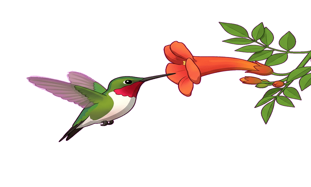 Hummingbirds clipart