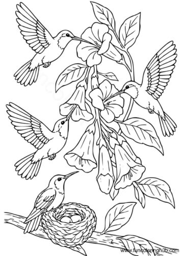 Hummingbirds coloring pages Hummingbirds coloring pages