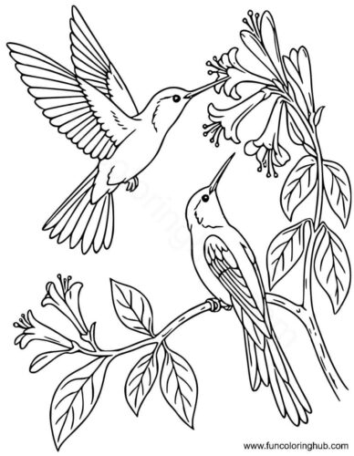 Long Tailed Sylph Hummingbird Long Tailed Sylph Hummingbird