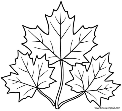 Maple leaf coloring page Maple leaf coloring page