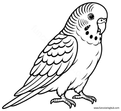 Parakeet coloring page