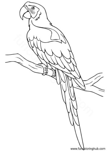 Parrot images to color