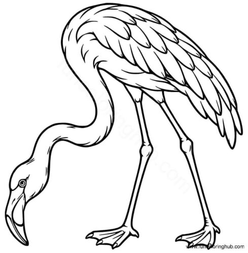 Realistic flamingo coloring page Realistic flamingo coloring page